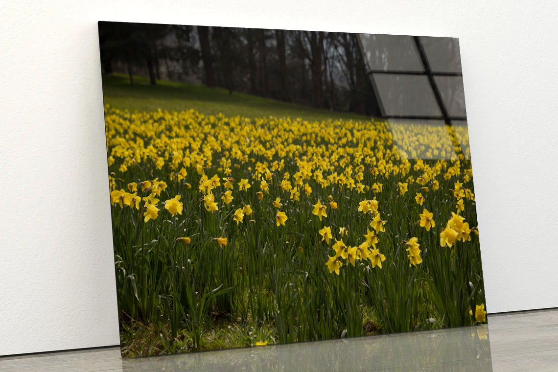 A Field Of Yellow Flowers in a Meadow during spring Acrylic Glass Print Tempered Glass Wall Art 100% Made in Australia Ready to Hang