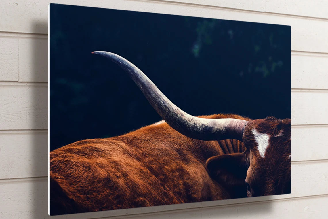 Texas Longhorn Cow UV Direct Aluminum Print Australian Made Quality