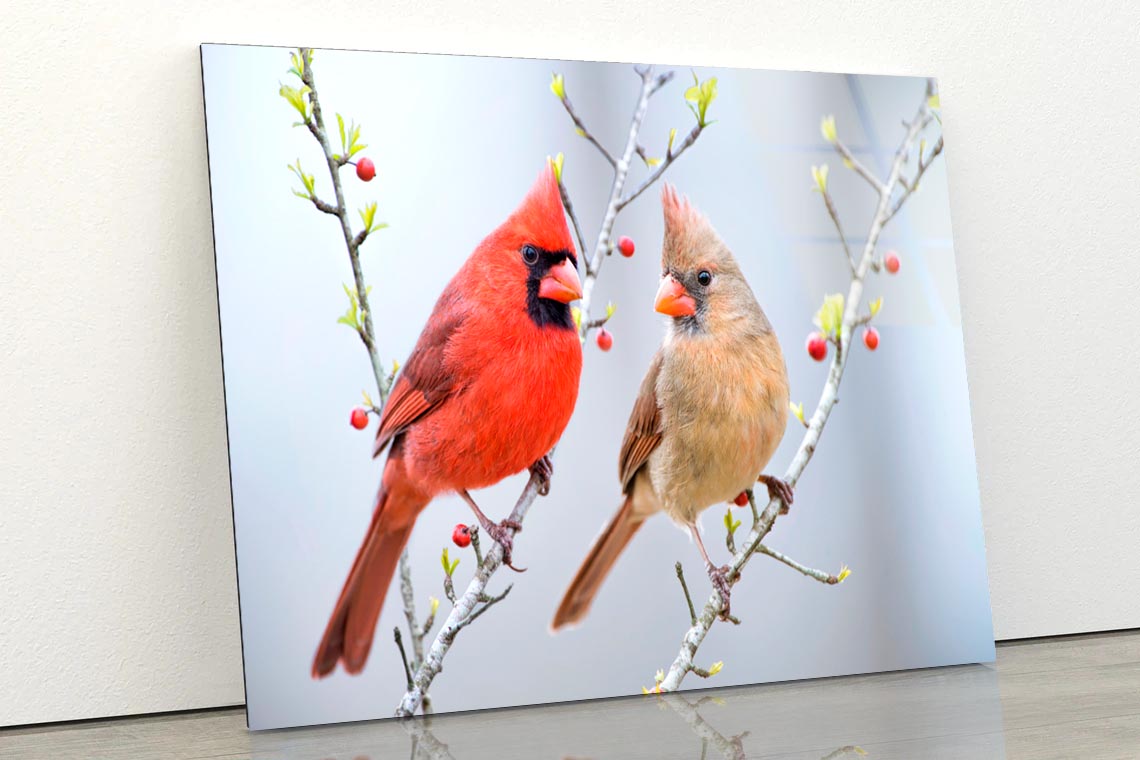 Red Bird or Northern Cardinal Mates Perched on Holly Branches  Acrylic Glass Print Tempered Glass Wall Art 100% Made in Australia Ready to Hang