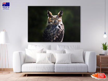 South American Great Horned Owl Close up View Print 100% Australian Made