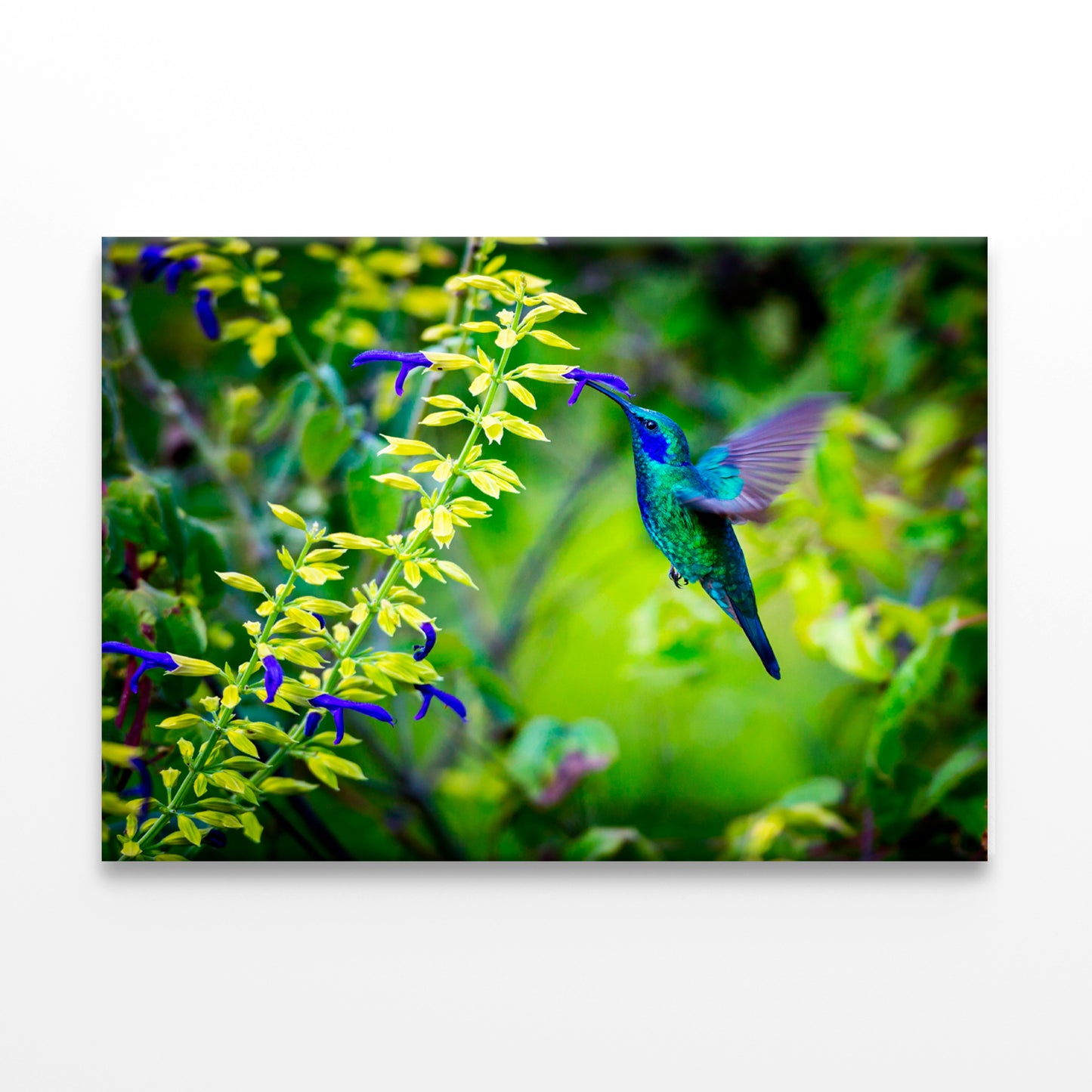 Green Violet Hummingbird Mexico  Wall Art Decor 100% Australian Made