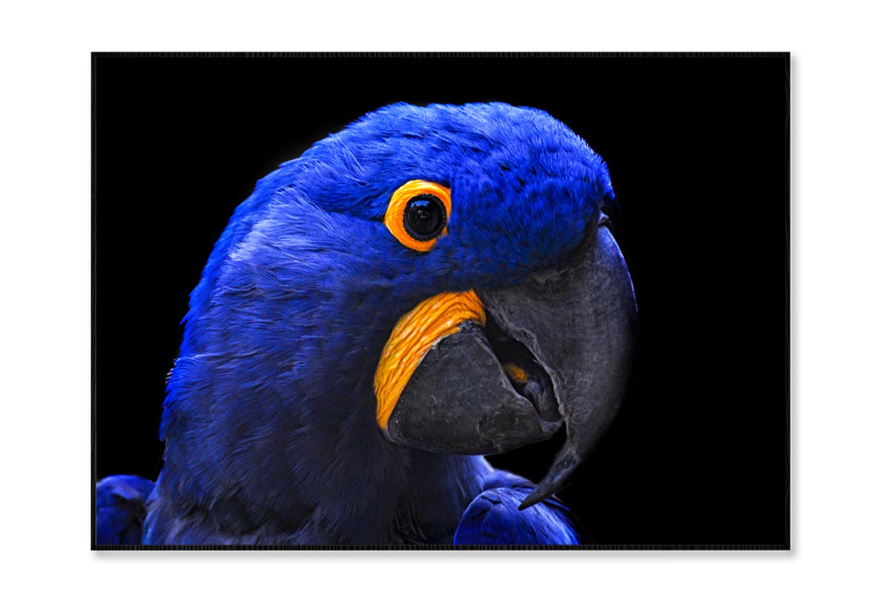 Close-Up Of a Parrot Head with Black Background Home Decor Premium Quality Poster Print Choose Your Sizes