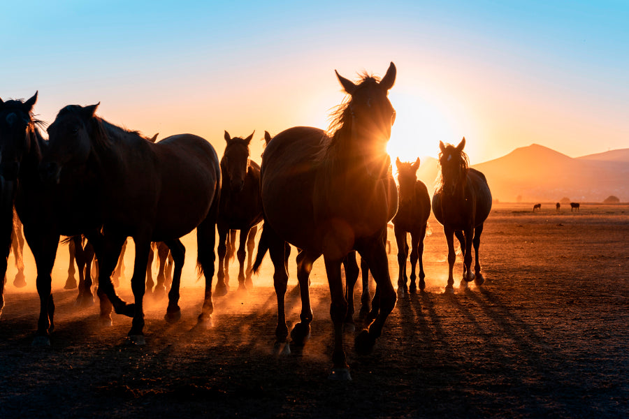 Horses Walking Across a Field Wall Art Decor 100% Australian Made