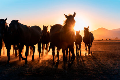 Horses Walking Across a Field Wall Art Decor 100% Australian Made