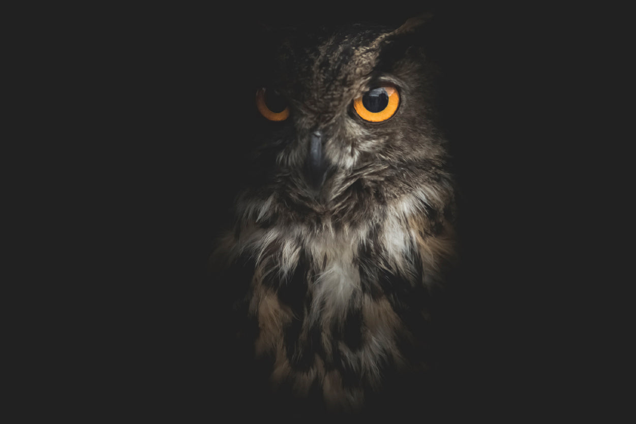 Eurasian Eagle - Owl with Black Home Decor Premium Quality Poster Print Choose Your Sizes