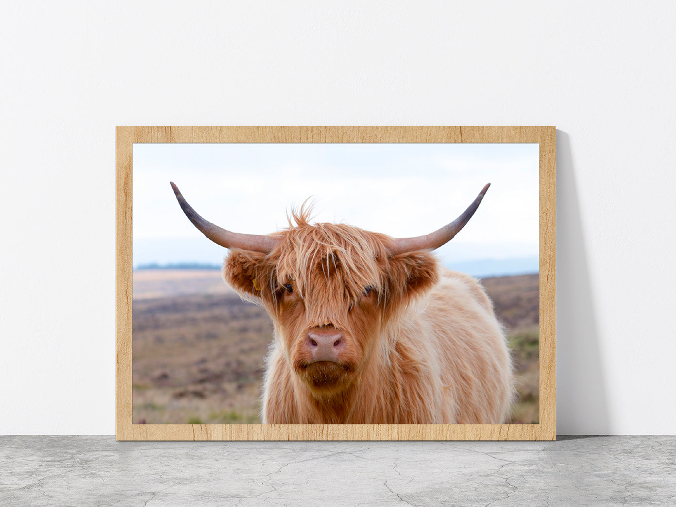 Highland Cow At The Road Glass Framed Wall Art, Ready to Hang Quality Print Without White Border Oak