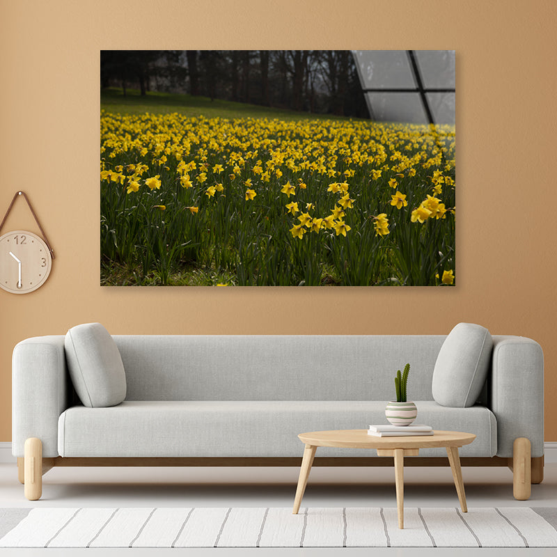 A Field Of Yellow Flowers in a Meadow during spring Acrylic Glass Print Tempered Glass Wall Art 100% Made in Australia Ready to Hang