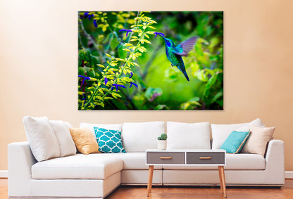 Green Violet Hummingbird Mexico  Wall Art Decor 100% Australian Made