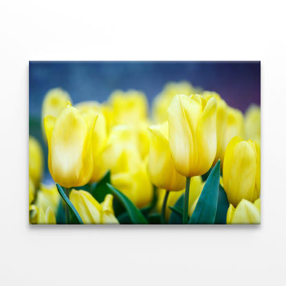 A Group of Yellow Flowers Known As Lady Tulips Print 100% Australian Made