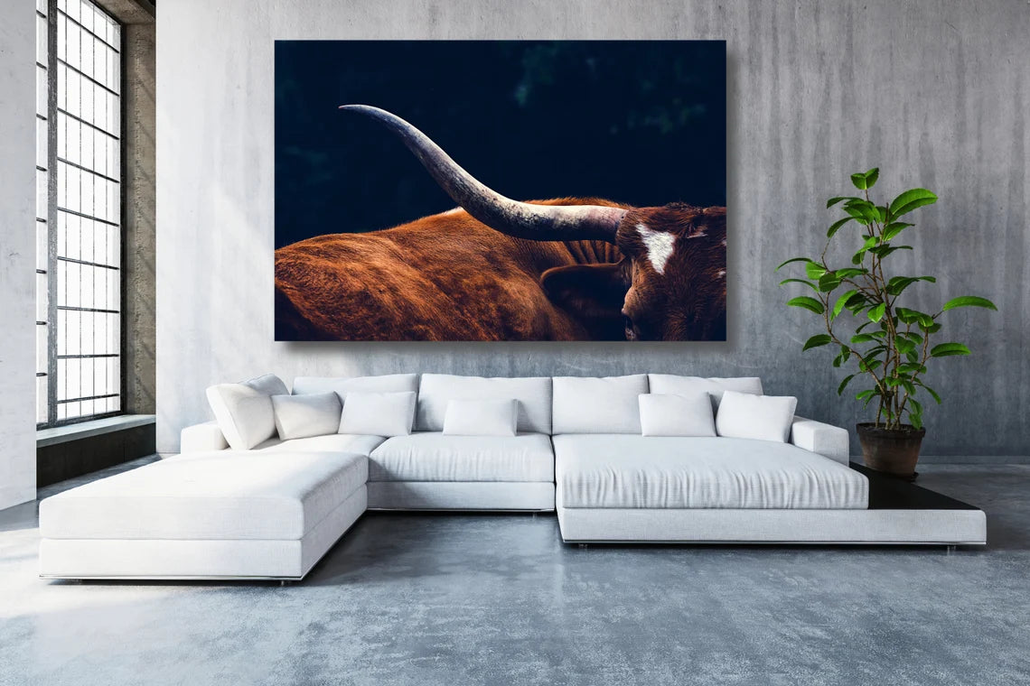 Texas Longhorn Cow UV Direct Aluminum Print Australian Made Quality