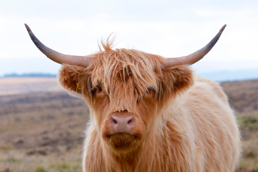 Highland Cow At The Road Glass Framed Wall Art, Ready to Hang Quality Print