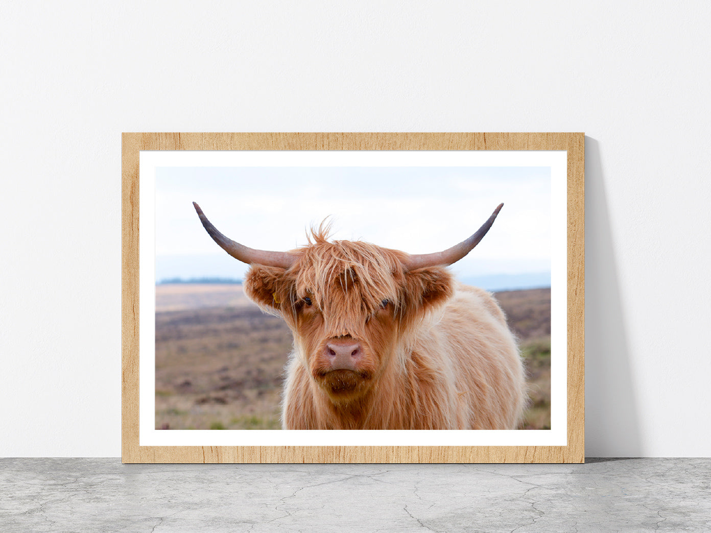 Highland Cow At The Road Glass Framed Wall Art, Ready to Hang Quality Print With White Border Oak