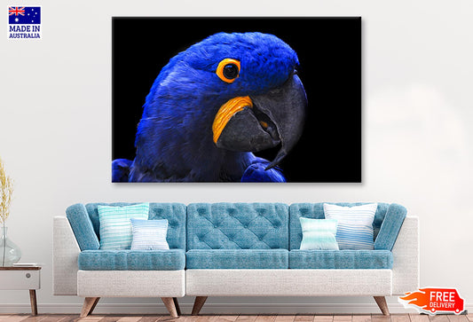 Close-Up Of a Parrot Head with Black Background Wall Art Decor 100% Australian Made