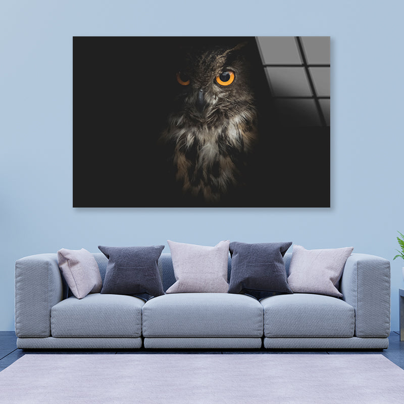 Eurasian Eagle - Owl with Black Acrylic Glass Print Tempered Glass Wall Art 100% Made in Australia Ready to Hang