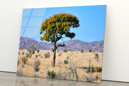 A Tree Standing In the Grasslands in South Africa Acrylic Glass Print Tempered Glass Wall Art 100% Made in Australia Ready to Hang