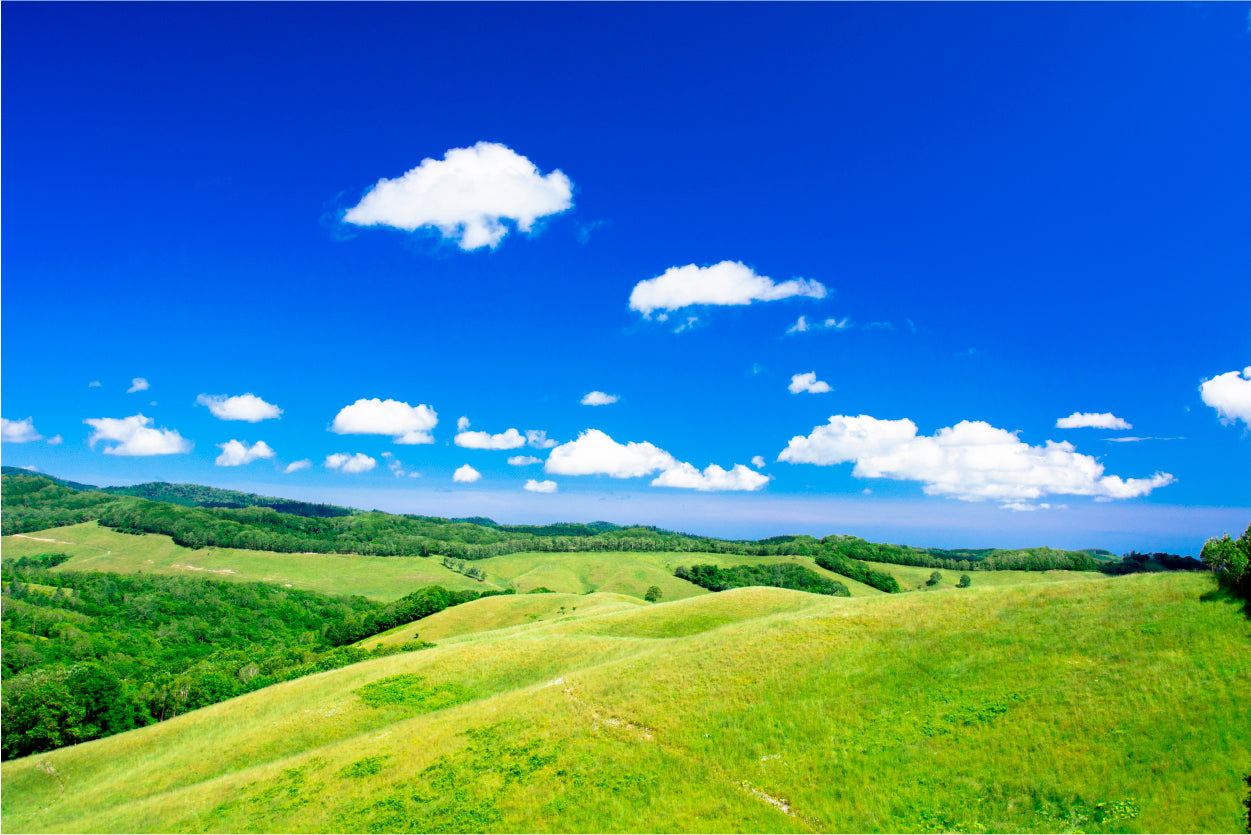 Grassland Scenery of the Northern Land Home Decor Premium Quality Poster Print Choose Your Sizes