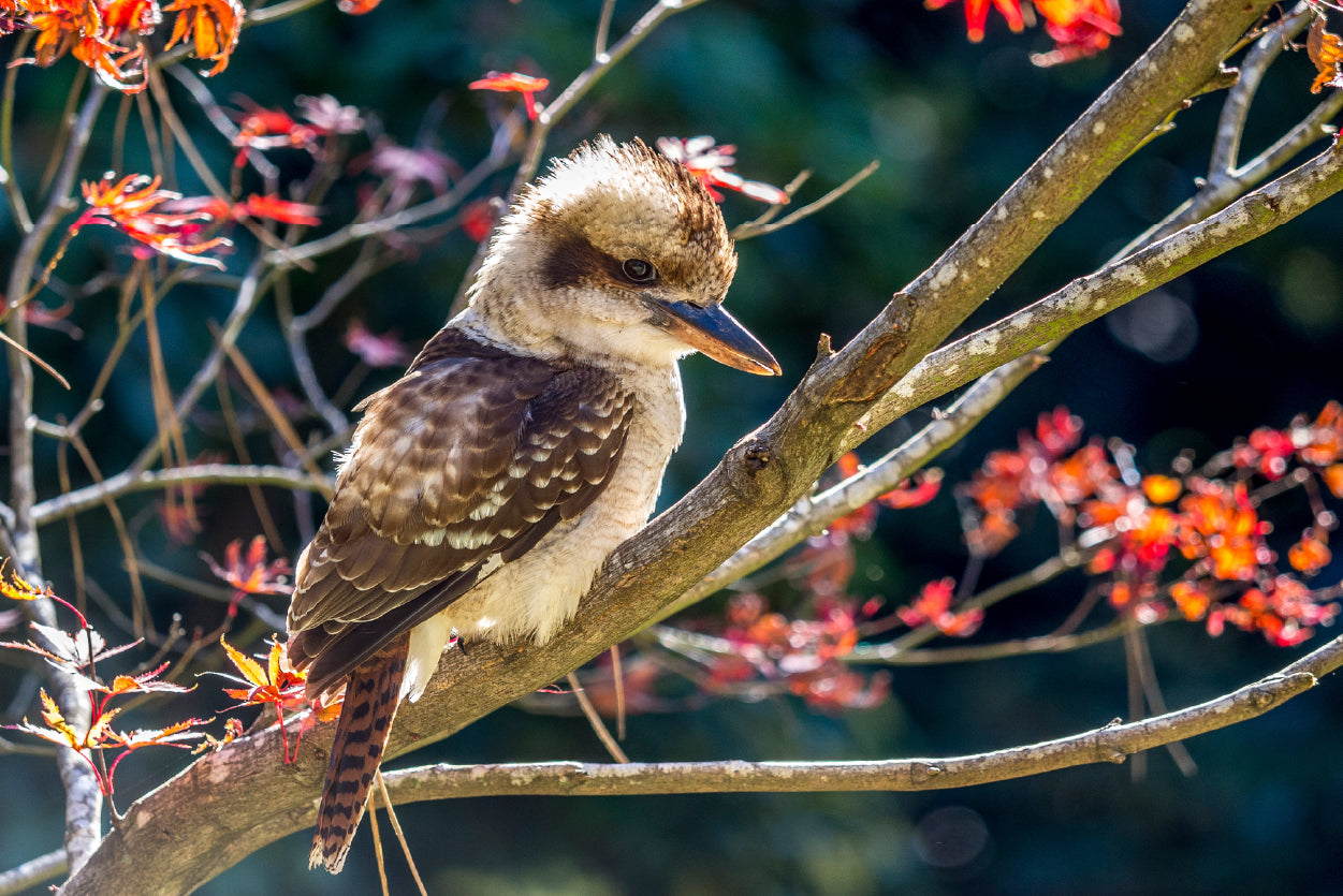 Bird On Branch Red with Flower Home Decor Premium Quality Poster Print Choose Your Sizes