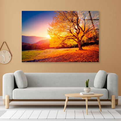 Alone Beech Tree on A Hill Slope with Sunny Acrylic Glass Print Tempered Glass Wall Art 100% Made in Australia Ready to Hang