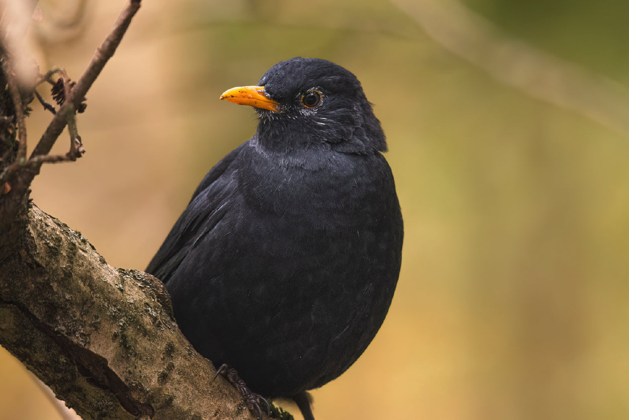 Common Eurasian Blackbird Resting Print 100% Australian Made