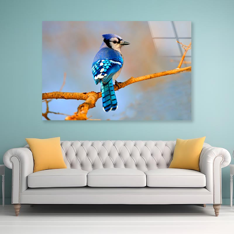 Lue Jay Sitting on A Tree Branch Acrylic Glass Print Tempered Glass Wall Art 100% Made in Australia Ready to Hang