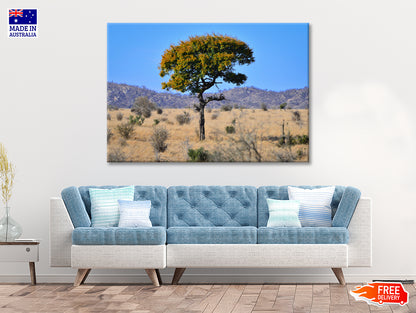 A Tree Standing In the Grasslands in South Africa Print 100% Australian Made