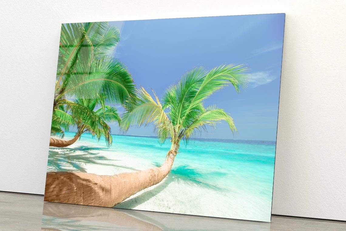 Coconut Trees Leaning to Sea Acrylic Glass Print Tempered Glass Wall Art 100% Made in Australia Ready to Hang