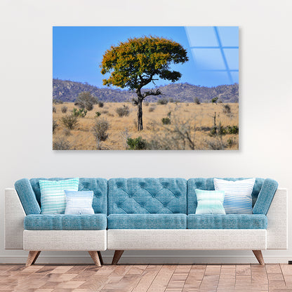 A Tree Standing In the Grasslands in South Africa Acrylic Glass Print Tempered Glass Wall Art 100% Made in Australia Ready to Hang