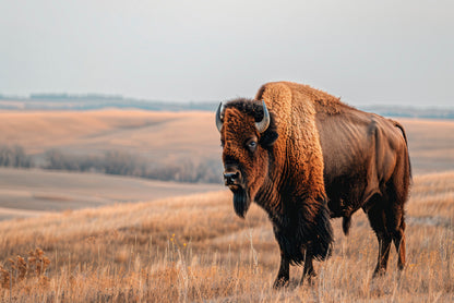 A Bison Standing In a Grassy Field View Home Decor Premium Quality Poster Print Choose Your Sizes