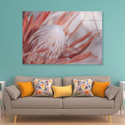 Dried Protea Plant. Floral Background Acrylic Glass Print Tempered Glass Wall Art 100% Made in Australia Ready to Hang