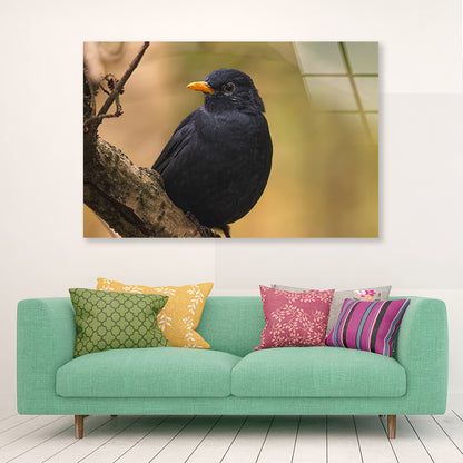 Common Eurasian Blackbird Resting Acrylic Glass Print Tempered Glass Wall Art 100% Made in Australia Ready to Hang