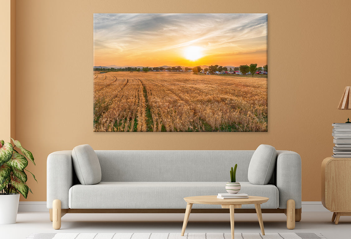 Aerial View of Nakdonggang Barley Field Wall Art Decor 100% Australian Made