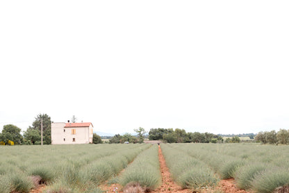 A House Located In a Field with Green Grass Print 100% Australian Made