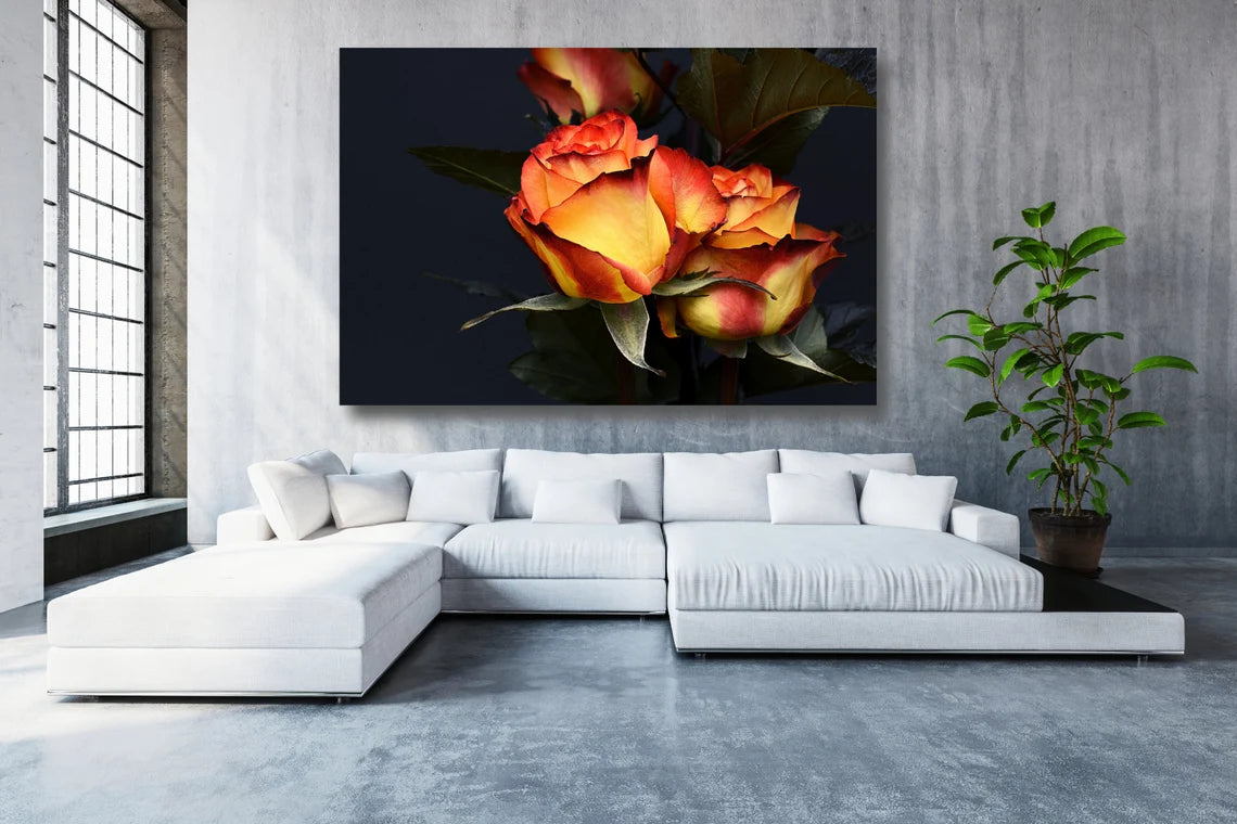 Rose Flower Wall Art UV Direct Aluminum Print Australian Made Quality