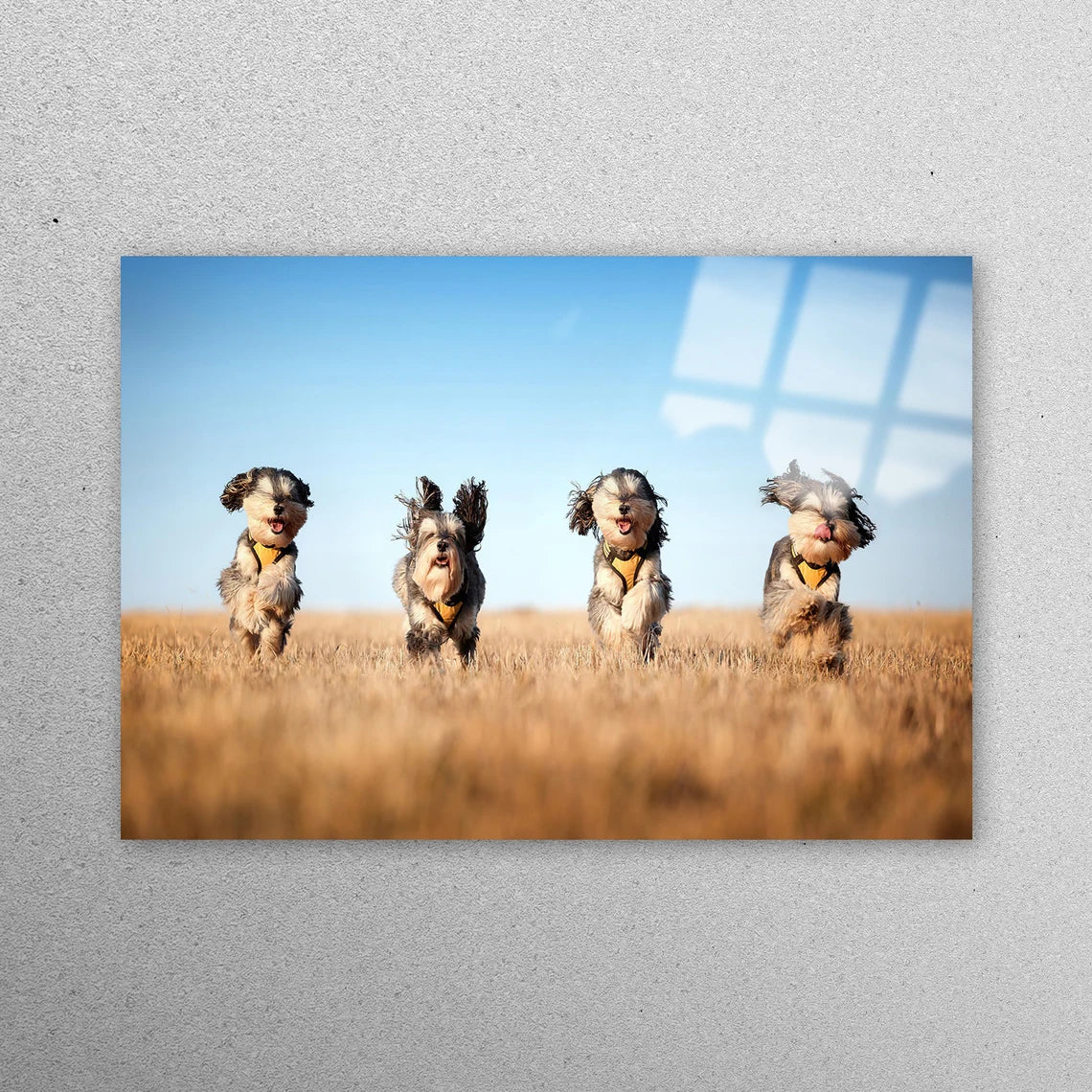 Four Cute Dogs Acrylic Glass Print Tempered Glass Wall Art 100% Made in Australia Ready to Hang