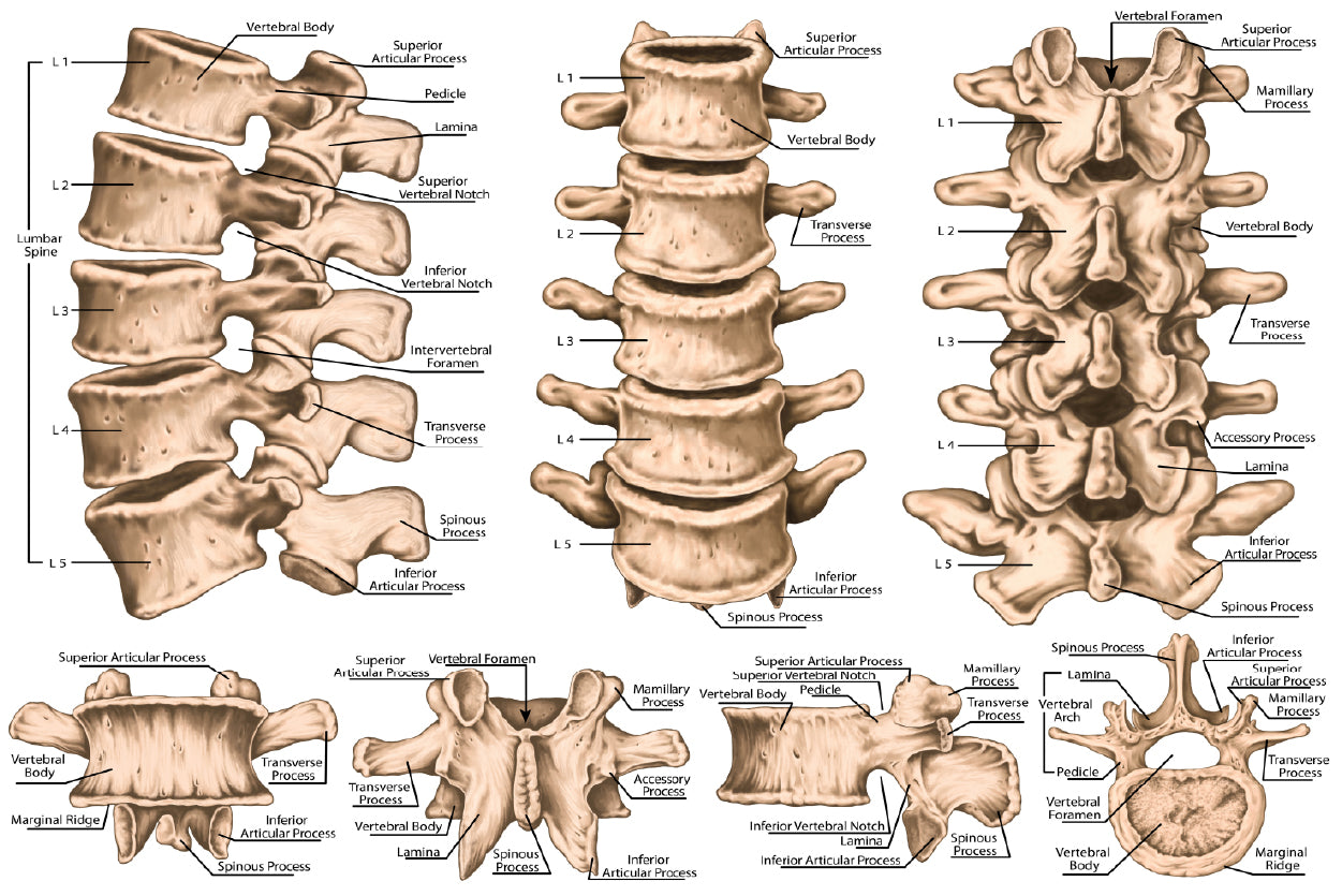 lumbar Spine Structure Human Body Home Decor Premium Quality Poster Print Choose Your Sizes