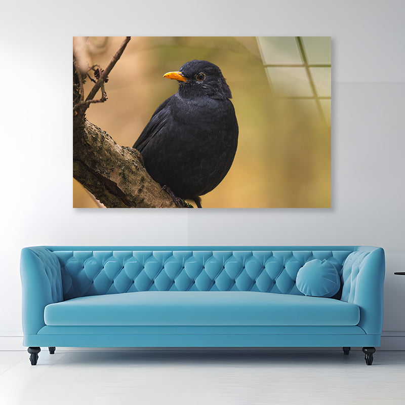 Common Eurasian Blackbird Resting Acrylic Glass Print Tempered Glass Wall Art 100% Made in Australia Ready to Hang