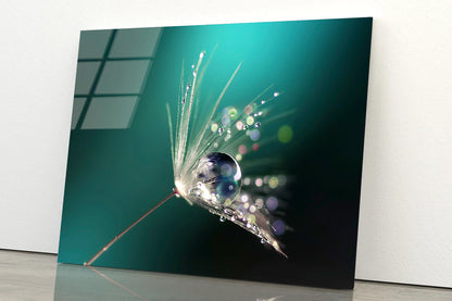 Water Droplet on Common Dandelion Acrylic Glass Print Tempered Glass Wall Art 100% Made in Australia Ready to Hang