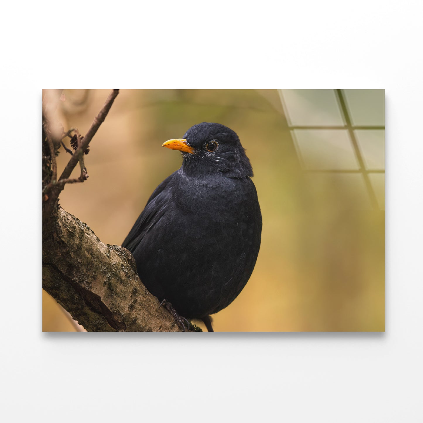 Common Eurasian Blackbird Resting Acrylic Glass Print Tempered Glass Wall Art 100% Made in Australia Ready to Hang