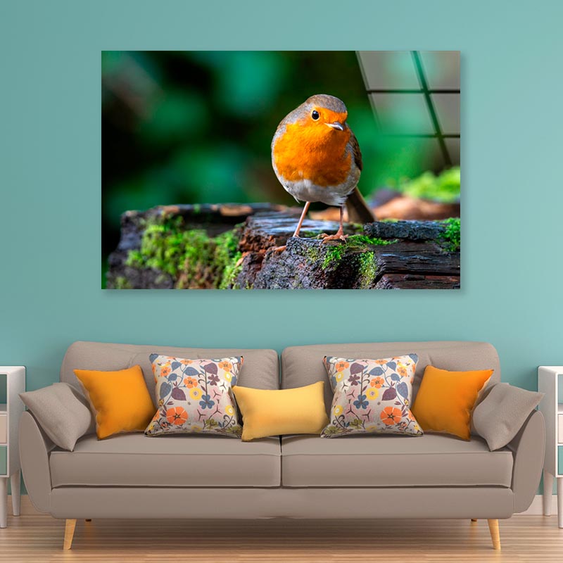 Robin Redbreast Bird a British European  Acrylic Glass Print Tempered Glass Wall Art 100% Made in Australia Ready to Hang