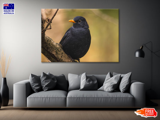 Common Eurasian Blackbird Resting Print 100% Australian Made