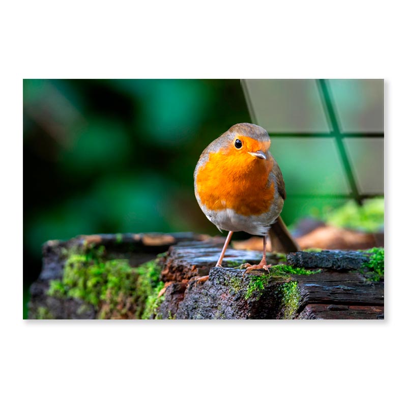 Robin Redbreast Bird a British European  Acrylic Glass Print Tempered Glass Wall Art 100% Made in Australia Ready to Hang