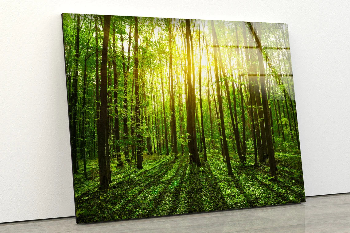 Stunning Green Forest UV Direct Aluminum Print Australian Made Quality