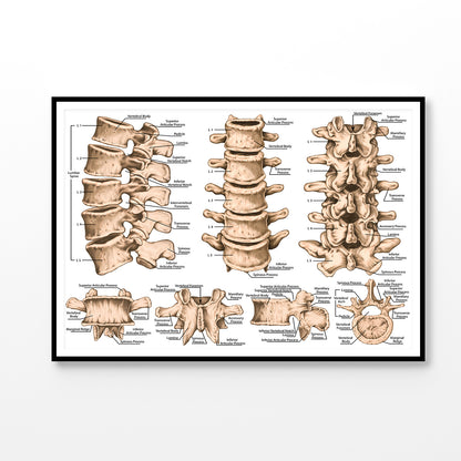 lumbar Spine Structure Human Body Home Decor Premium Quality Poster Print Choose Your Sizes