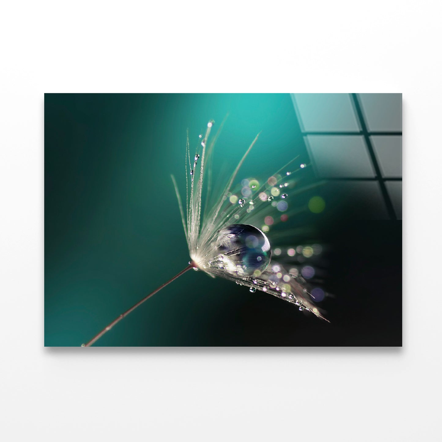 Water Droplet on Common Dandelion Acrylic Glass Print Tempered Glass Wall Art 100% Made in Australia Ready to Hang