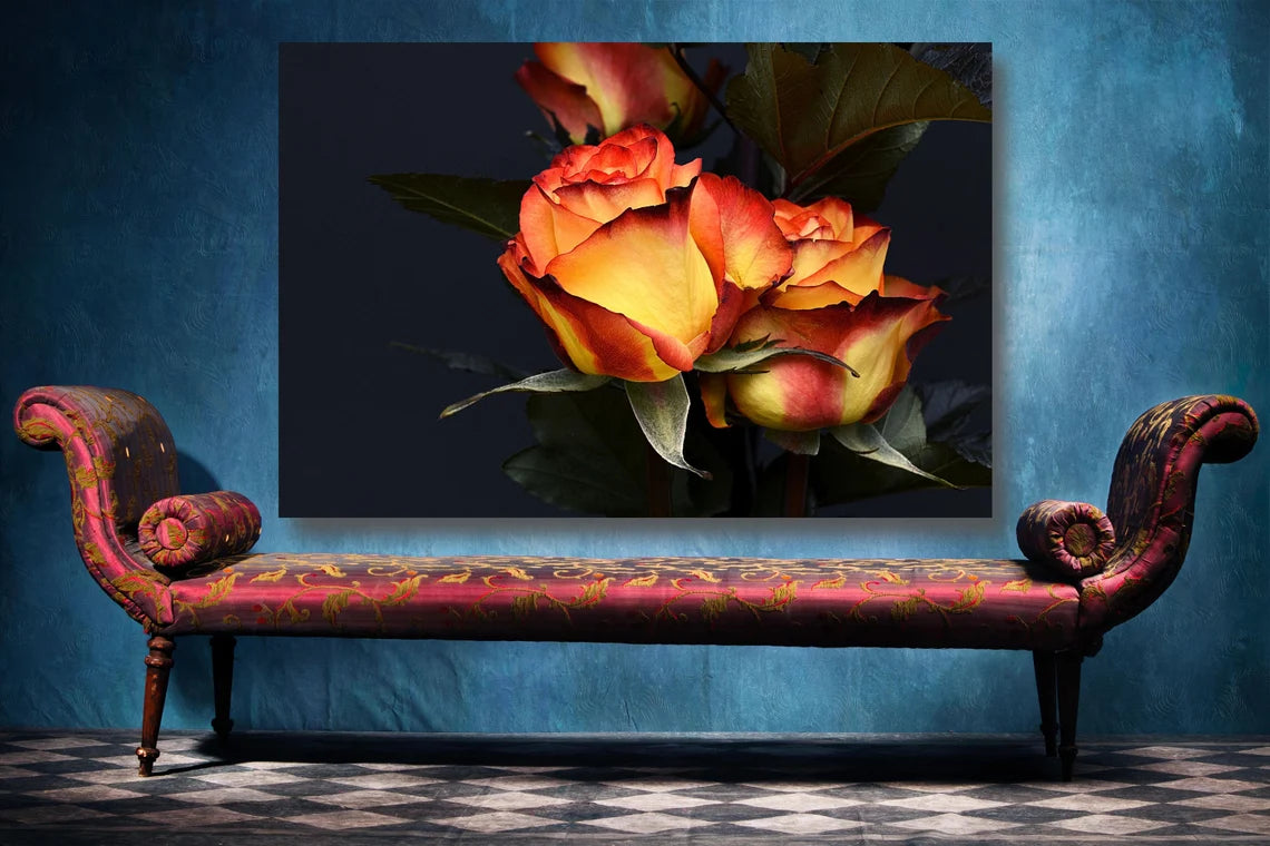 Rose Flower Wall Art UV Direct Aluminum Print Australian Made Quality