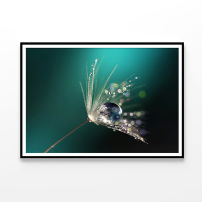 Water Droplet on Common Dandelion Home Decor Premium Quality Poster Print Choose Your Sizes