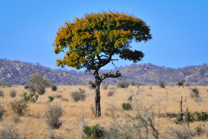 A Tree Standing In the Grasslands in South Africa Print 100% Australian Made