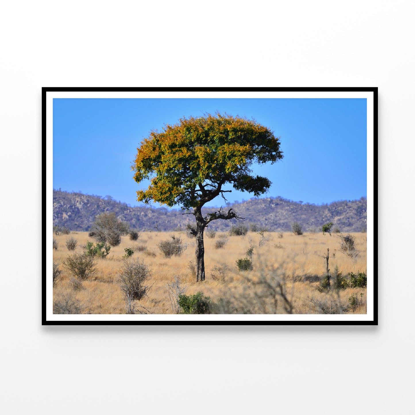 A Tree Standing In the Grasslands in South Africa Home Decor Premium Quality Poster Print Choose Your Sizes