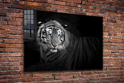 B&W Tiger Closeup View UV Direct Aluminum Print Australian Made Quality