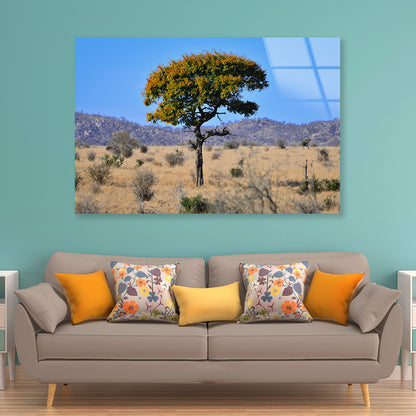 A Tree Standing In the Grasslands in South Africa Acrylic Glass Print Tempered Glass Wall Art 100% Made in Australia Ready to Hang